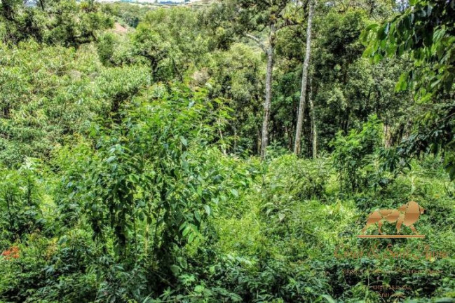 Imagem Terreno à Venda, 1.180 m² em Capivari - Campos Do Jordão Imagem Terreno à Venda, 1.180 m² em Capivari - Campos Do Jordão