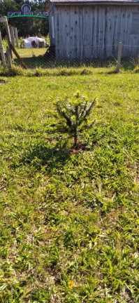 Imagem Chácara à Venda, 3.050 m² em Viamão Imagem Chácara à Venda, 3.050 m² em Viamão