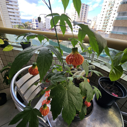Imagem Apartamento com 2 Quartos à Venda, 86 m² em Tupi - Praia Grande