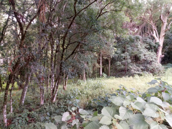 Terreno à Venda, 3.189 m² em Linha Brasil - Nova Petrópolis
