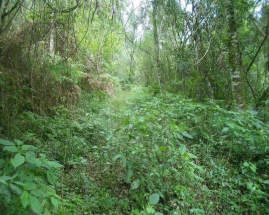 Imagem Terreno à Venda, 190.000 m² em Linha Olinda - Nova Petrópolis Imagem Terreno à Venda, 190.000 m² em Linha Olinda - Nova Petrópolis