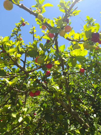 Imagem Terreno à Venda, 1 m² em Jardim Cananéia - Pilar Do Sul Imagem Terreno à Venda, 1 m² em Jardim Cananéia - Pilar Do Sul