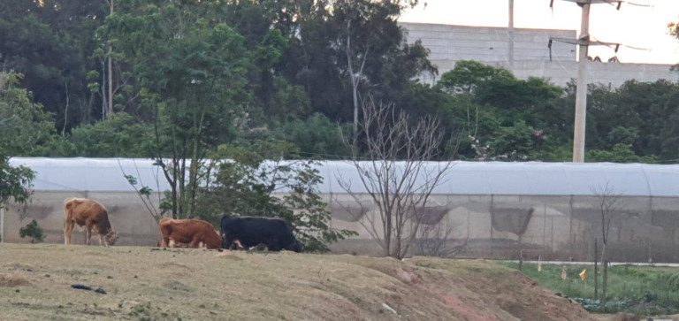 Imagem Imóvel com 3 Quartos à Venda, 1.200.000 m² em São Paulo - Jundiaí Imagem Imóvel com 3 Quartos à Venda, 1.200.000 m² em São Paulo - Jundiaí