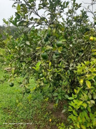 Imagem Chácara à Venda,  em Consultar - Ibiúna