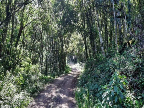 Imagem Terreno à Venda, 3 m² em São Jacó - Nova Petrópolis Imagem Terreno à Venda, 3 m² em São Jacó - Nova Petrópolis