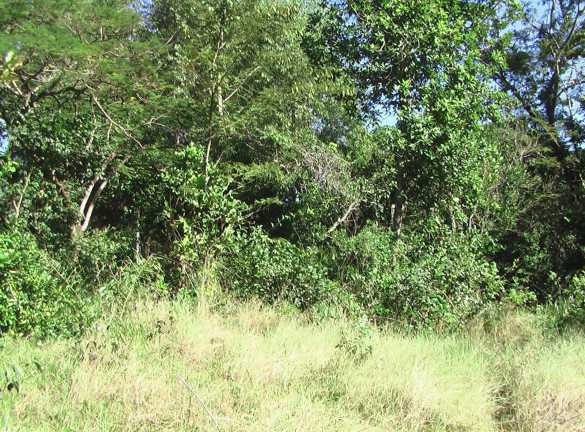 Imagem Imóvel com 1 Quarto à Venda, 21.000 m² em Zona Rural - Palmeiras (dois Irmãos Do Buriti)