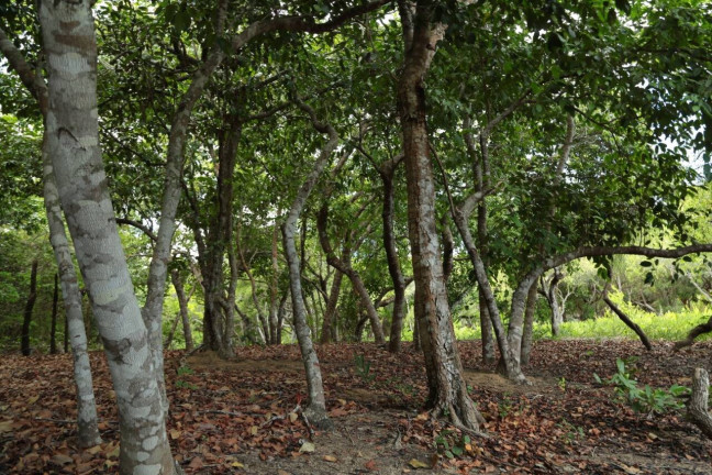 Imagem Terreno à Venda, 19 m² em Barra Do Cunhaú - Canguaretama