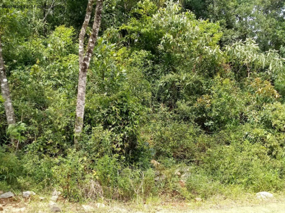Imagem Terreno à Venda, 370 m² em Linha Imperial - Nova Petrópolis