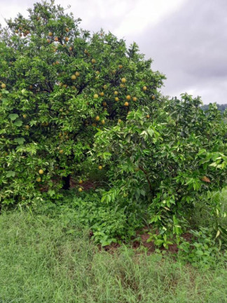 Imagem Fazenda à Venda, 181 m² em Rural - Araraquara Imagem Fazenda à Venda, 181 m² em Rural - Araraquara