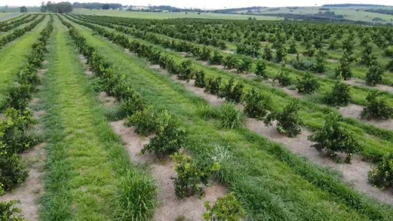 Imagem Fazenda à Venda, 121 m² em Rio Pardo - águas De Santa Bárbara