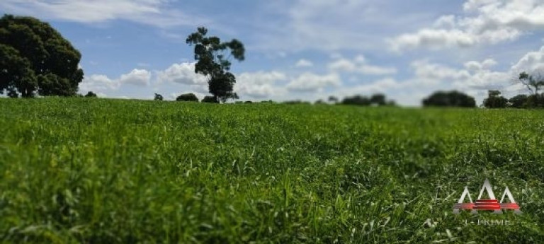 Imagem Fazenda à Venda, 1.100 m² em Zona Rural - Jangada