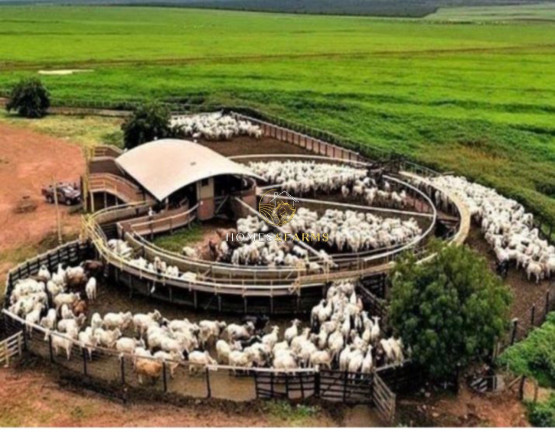 Imagem Imóvel com 3 Quartos à Venda, 135.000 m² em Zona Rural - São Miguel Do Araguaia Imagem Imóvel com 3 Quartos à Venda, 135.000 m² em Zona Rural - São Miguel Do Araguaia