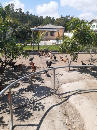 Imagem Chácara com 2 Quartos à Venda, 1.160 m² em Pedro Leme - Roseira Imagem Chácara com 2 Quartos à Venda, 1.160 m² em Pedro Leme - Roseira