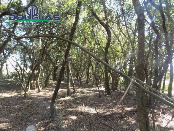 Imagem Chácara à Venda, 20.000 m² em águas Claras - Viamão Imagem Chácara à Venda, 20.000 m² em águas Claras - Viamão