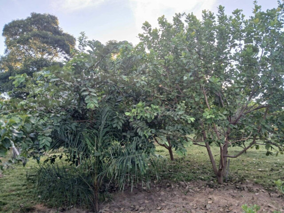 Imagem Chácara à Venda, 35 m² em Arapongas