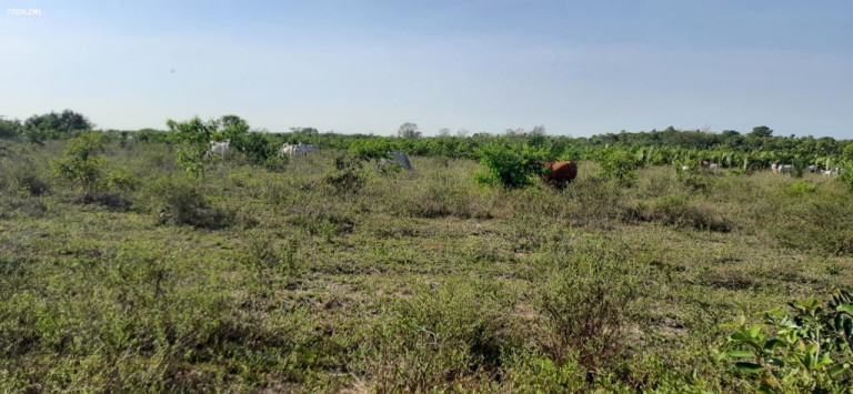 Imagem Fazenda à Venda, 1.400 m² em Alenquer Imagem Fazenda à Venda, 1.400 m² em Alenquer