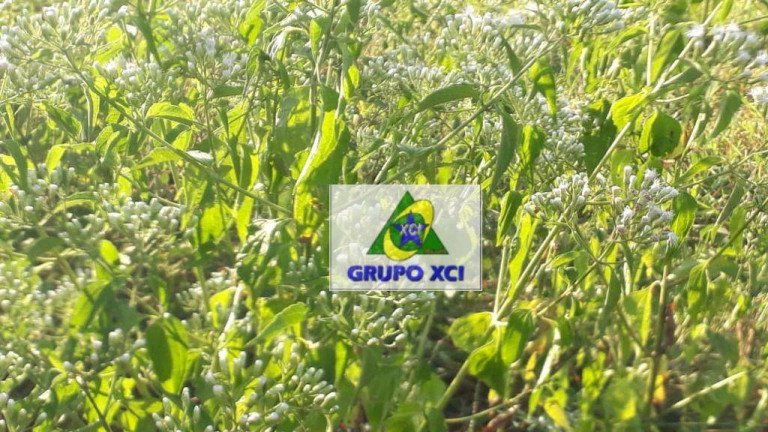 Imagem Fazenda à Venda, 10.527.000 m² em Zona Rural - Juina Imagem Fazenda à Venda, 10.527.000 m² em Zona Rural - Juina