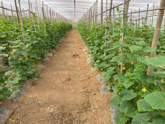 Imagem Chácara com 2 Quartos à Venda, 96 m² em Zona Rural - São Miguel Arcanjo Imagem Chácara com 2 Quartos à Venda, 96 m² em Zona Rural - São Miguel Arcanjo