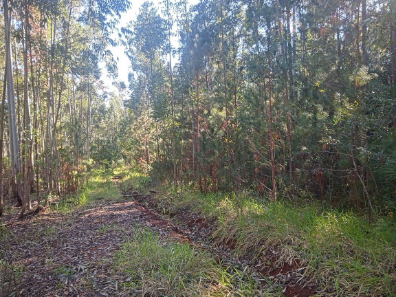 Imagem Chácara à Venda, 29.000 m² em Pimenta - Viamão Imagem Chácara à Venda, 29.000 m² em Pimenta - Viamão