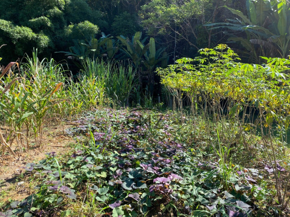 Imagem Imóvel com 2 Quartos à Venda, 9.000 m² em Centro - Botuverá