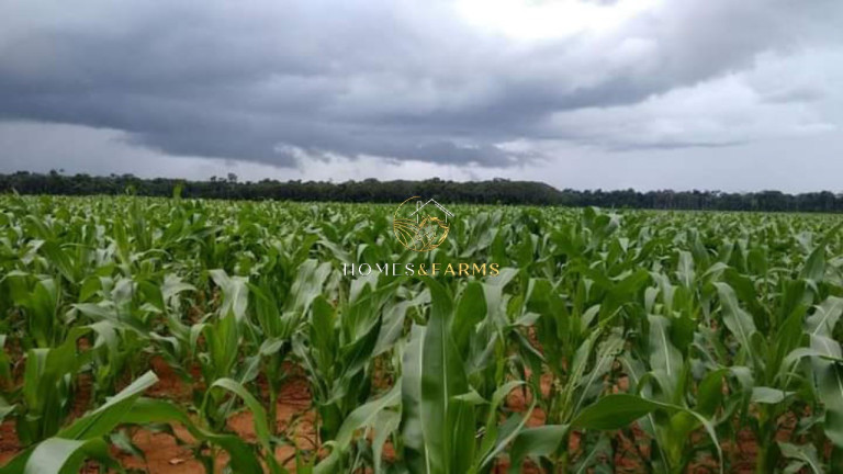 Imagem Imóvel com 3 Quartos à Venda, 47.000 m² em Zona Rural - Conceição Do Araguaia Imagem Imóvel com 3 Quartos à Venda, 47.000 m² em Zona Rural - Conceição Do Araguaia