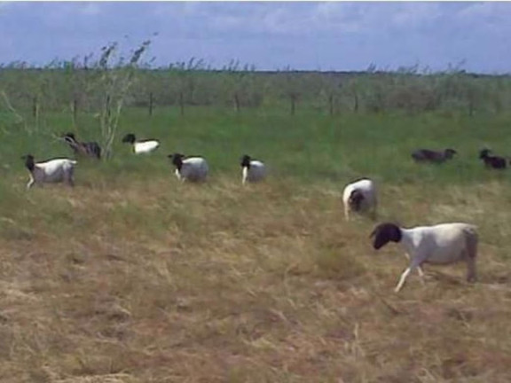 Imagem Fazenda à Venda, 200 m² em Zona Rural - Pilão Arcado Imagem Fazenda à Venda, 200 m² em Zona Rural - Pilão Arcado
