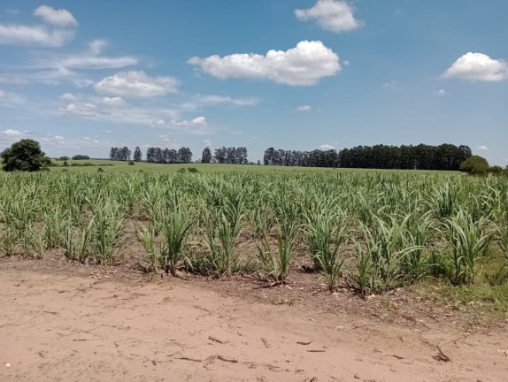 Imagem Imóvel à Venda, 25 m² em área Rural De Pratânia - Pratânia