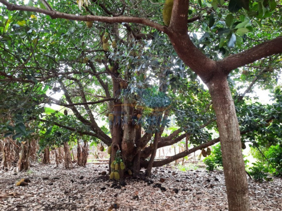 Imagem Imóvel com 2 Quartos à Venda, 5.000 m² em Bonfim Paulista - Ribeirão Preto Imagem Imóvel com 2 Quartos à Venda, 5.000 m² em Bonfim Paulista - Ribeirão Preto