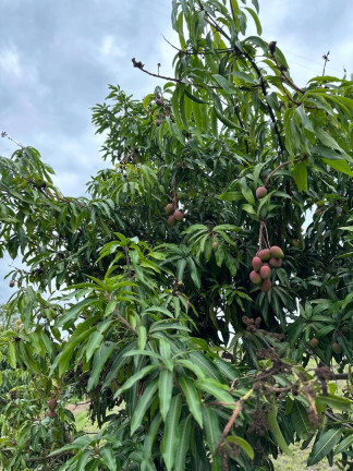 Imagem Fazenda à Venda, 23 m² em Zona Rural - Itaguara