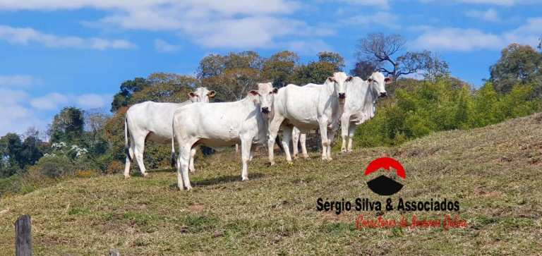 Imagem Chácara com 2 Quartos à Venda, 10 m² em Campos Do Jordão
