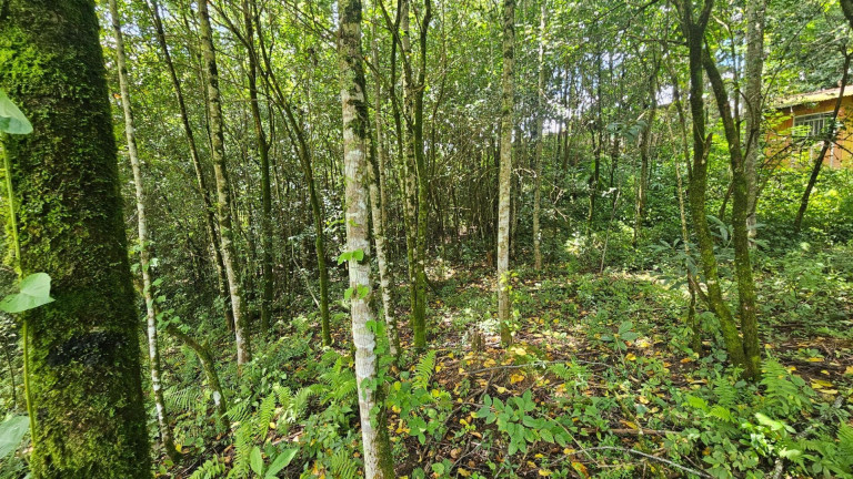Imagem Terreno à Venda, em São Miguel - Almirante Tamandare Imagem Terreno à Venda, em São Miguel - Almirante Tamandare