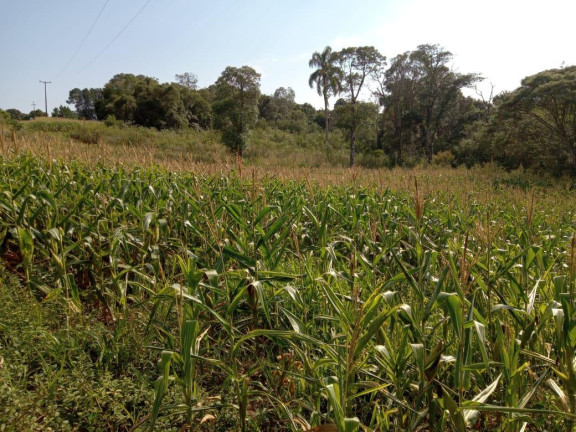 Imagem Imóvel com 3 Quartos à Venda, 130.000 m² em Cantagalo - Antônio Olinto