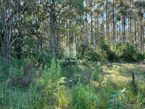 Imagem Imóvel à Venda, 20.000 m² em Centro - Farroupilha Imagem Imóvel à Venda, 20.000 m² em Centro - Farroupilha