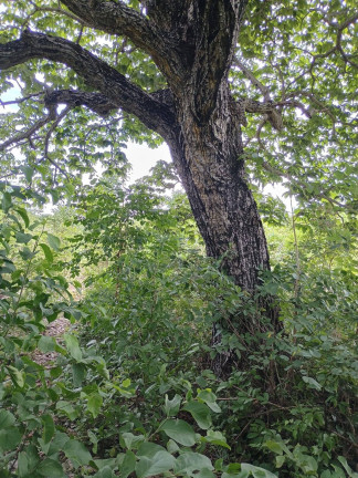 Imagem Fazenda à Venda, 500 m² em Zona Rural - Paranã Imagem Fazenda à Venda, 500 m² em Zona Rural - Paranã