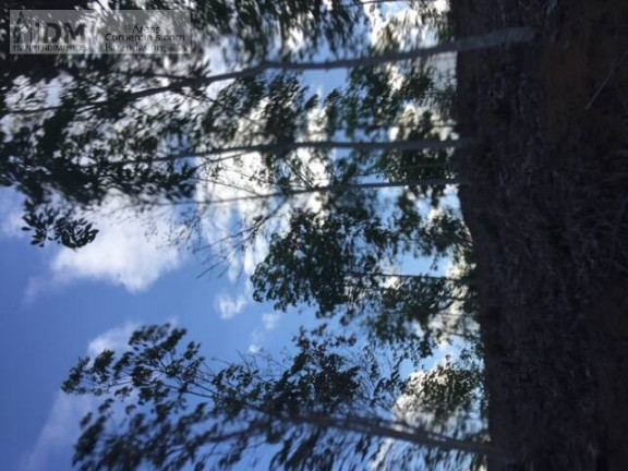 Imagem Chácara à Venda, 3.940.000 m² em Centro - Gandu Imagem Chácara à Venda, 3.940.000 m² em Centro - Gandu