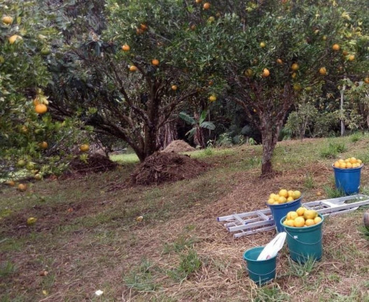 Imagem Fazenda à Venda, 80 m² em Taboão - Mogi Das Cruzes
