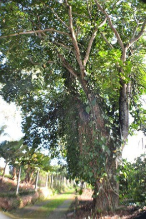 Imagem Imóvel com 6 Quartos à Venda, 680 m² em Condomínio Itaembu - Itatiba