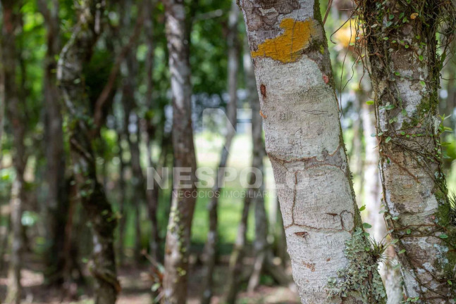 Imagem Terreno à Venda, em Rio Do Meio - Camboriu Imagem Terreno à Venda, em Rio Do Meio - Camboriu