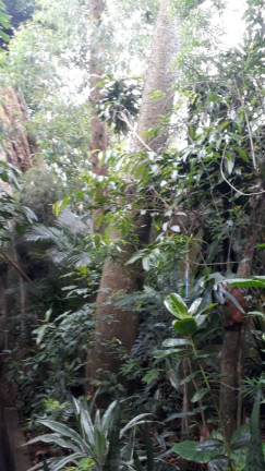 Imagem Terreno à Venda, em Vila Nossa Senhora De Fátima - São Vicente Imagem Terreno à Venda, em Vila Nossa Senhora De Fátima - São Vicente