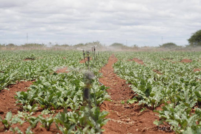 Imagem Fazenda à Venda, 600.000 m² em Zona Rural - Irecê Imagem Fazenda à Venda, 600.000 m² em Zona Rural - Irecê