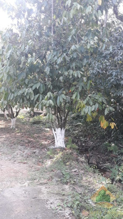 Imagem Chácara com 4 Quartos à Venda, 550 m² em Horto Florestal - Ubatuba Imagem Chácara com 4 Quartos à Venda, 550 m² em Horto Florestal - Ubatuba
