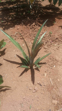 Imagem Imóvel à Venda, 1.400 m² em Boa Vista Dos Silva - Bragança Paulista Imagem Imóvel à Venda, 1.400 m² em Boa Vista Dos Silva - Bragança Paulista