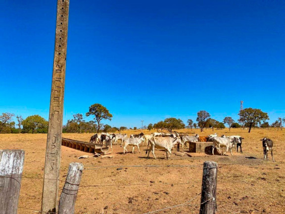 Imagem Fazenda à Venda, 500.000 m² em Zona Rural - Luziânia Imagem Fazenda à Venda, 500.000 m² em Zona Rural - Luziânia