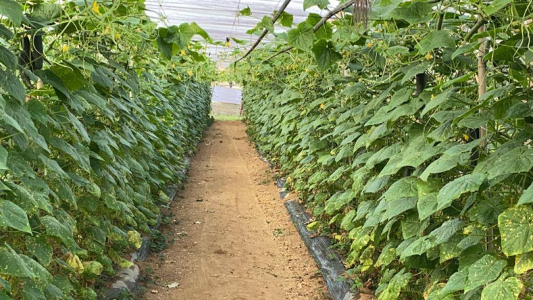 Imagem Chácara com 2 Quartos à Venda, 96 m² em Zona Rural - São Miguel Arcanjo Imagem Chácara com 2 Quartos à Venda, 96 m² em Zona Rural - São Miguel Arcanjo