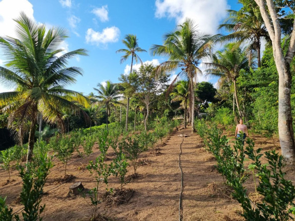 Imagem Imóvel à Venda, 12.000 m² em Zona Rural - Camaçari Imagem Imóvel à Venda, 12.000 m² em Zona Rural - Camaçari
