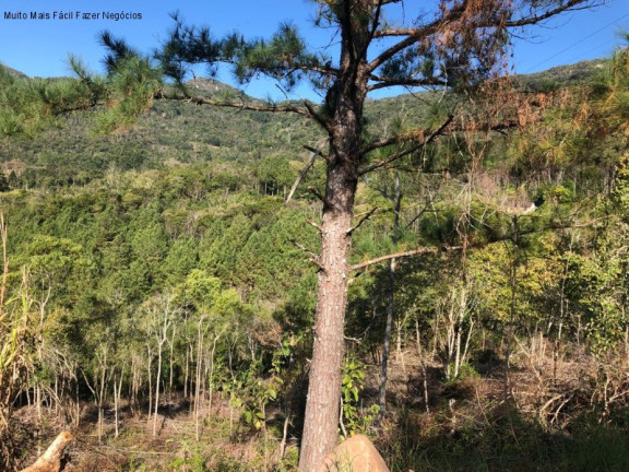 Imagem Terreno à Venda, 4 m² em São José Do Caí - Nova Petrópolis Imagem Terreno à Venda, 4 m² em São José Do Caí - Nova Petrópolis