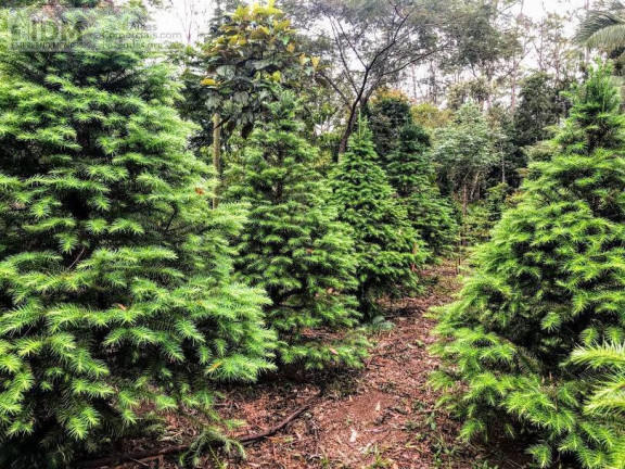 Imagem Chácara à Venda, 1.380.000 m² em Bororé - São Paulo Imagem Chácara à Venda, 1.380.000 m² em Bororé - São Paulo
