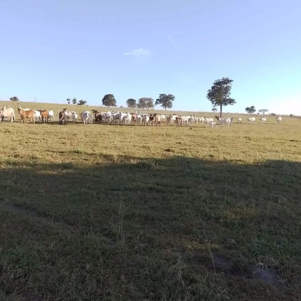 Fazenda à Venda, 189 m² em Zona Rural - Canabrava Do Norte