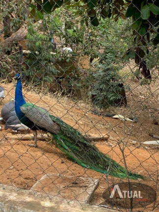 Imagem Fazenda à Venda, 900 m² em Morro Grande - Piranguinho
