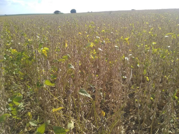 Imagem Fazenda à Venda, 632 m² em Rural - Echaporã Imagem Fazenda à Venda, 632 m² em Rural - Echaporã
